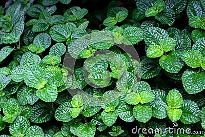 Peppermint Dark green leaves Tone dark image scientific name: Mentha Ã— piperita L. Stock Photo